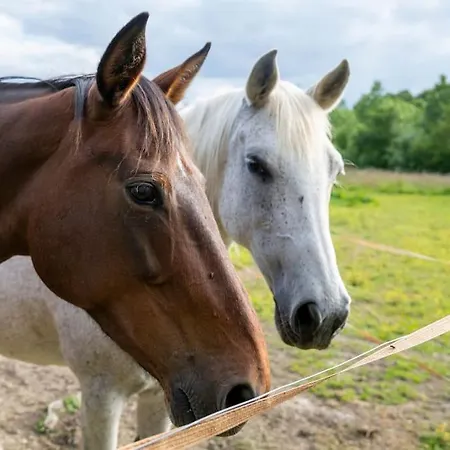 L'evasion En Pierre Piscine Et Etang Prive Sevremoine