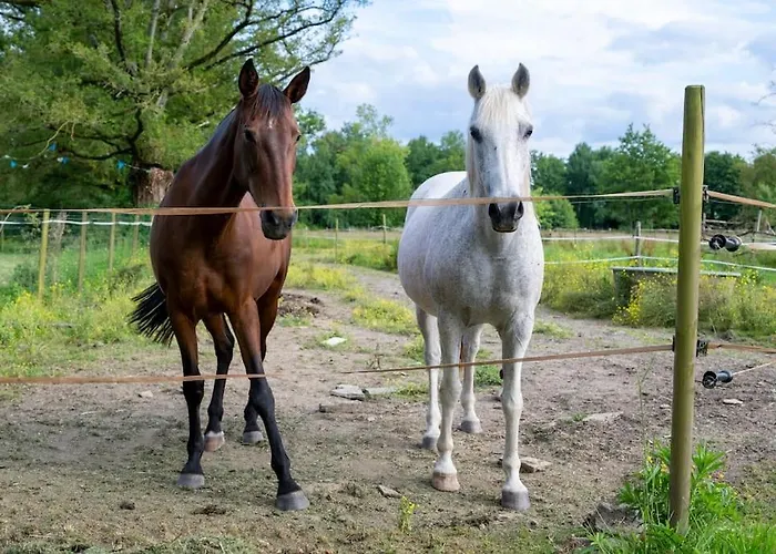L'evasion En Pierre Piscine Et Etang Prive Sevremoine