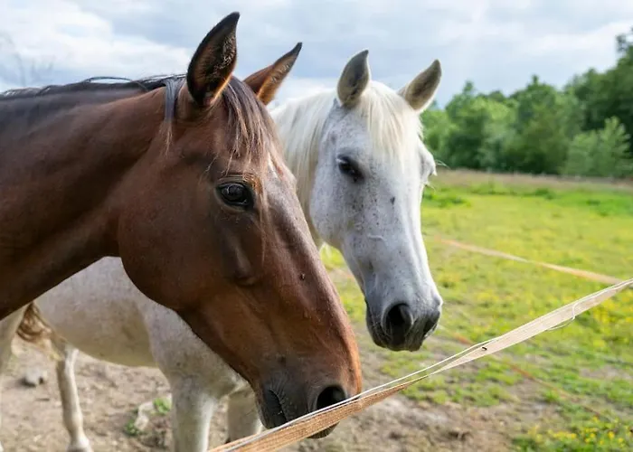 L'evasion En Pierre Piscine Et Etang Prive Sevremoine
